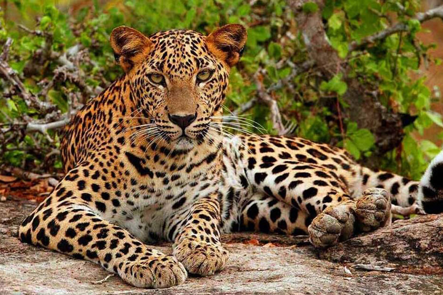 Yala National Park wildlife safari – private Sri Lanka tour with leopard spotting